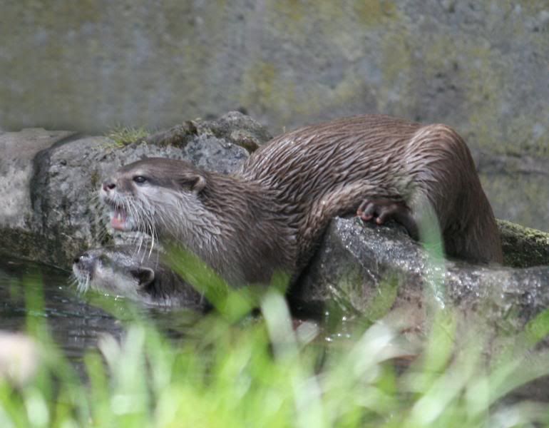 CHESTERZOO65.jpg