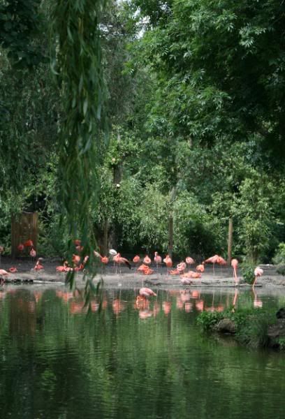 CHESTERZOO81.jpg