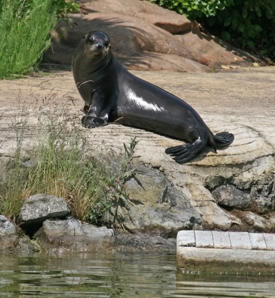 CHESTERZOO88.jpg