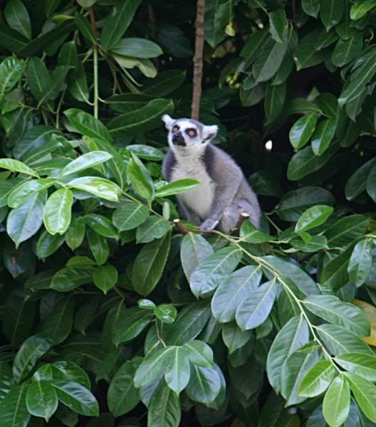 CHESTERZOO98.jpg