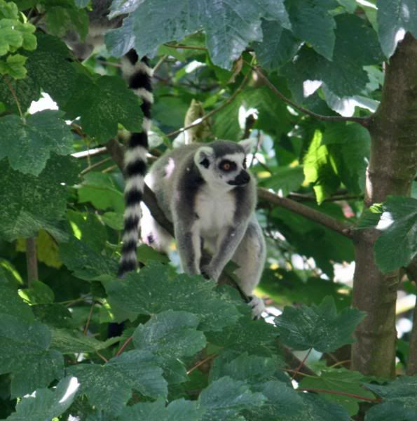 CHESTERZOO99.jpg