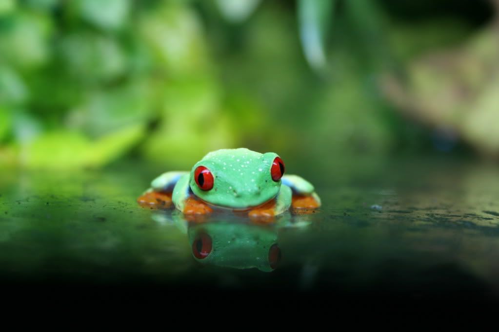 IMAGE: http://i24.photobucket.com/albums/c33/nickolbagspics/Vivarium/IMG_4578.jpg