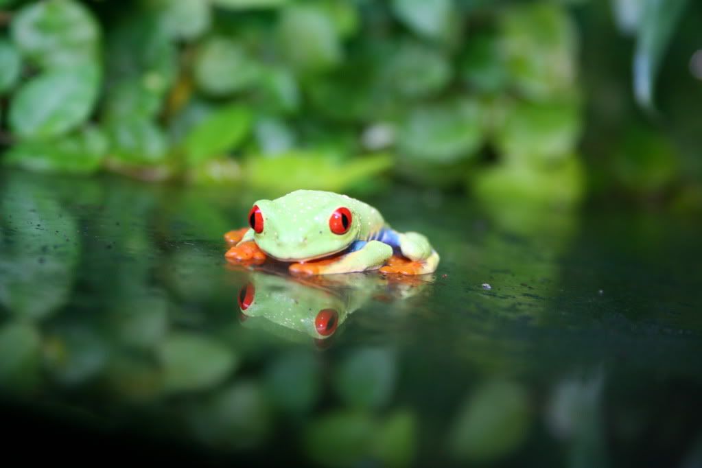 IMAGE: http://i24.photobucket.com/albums/c33/nickolbagspics/Vivarium/IMG_4581.jpg