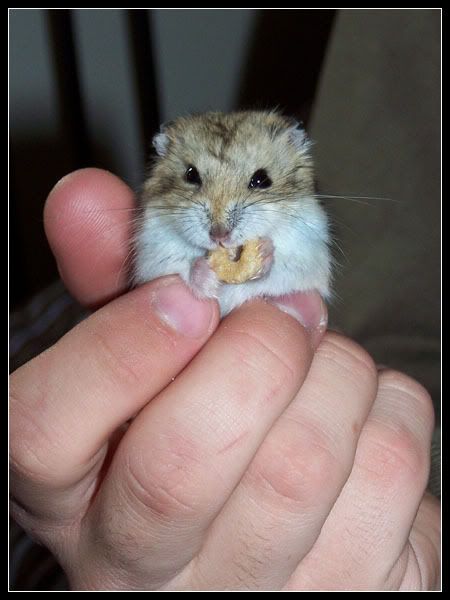 hasacheerio2
