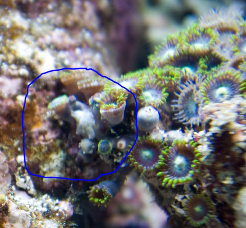 View topic Basics of Zoanthid (predators/pests/ diseases/Irritators)