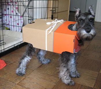Malcolm the awesome robot Schnauzer from the future