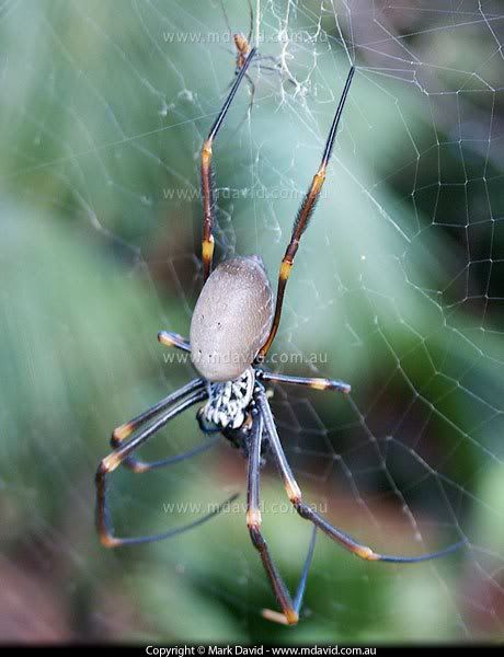 Golden Orb  image from http://www.mdavid.com.au/spiders/goldenorb.shtml