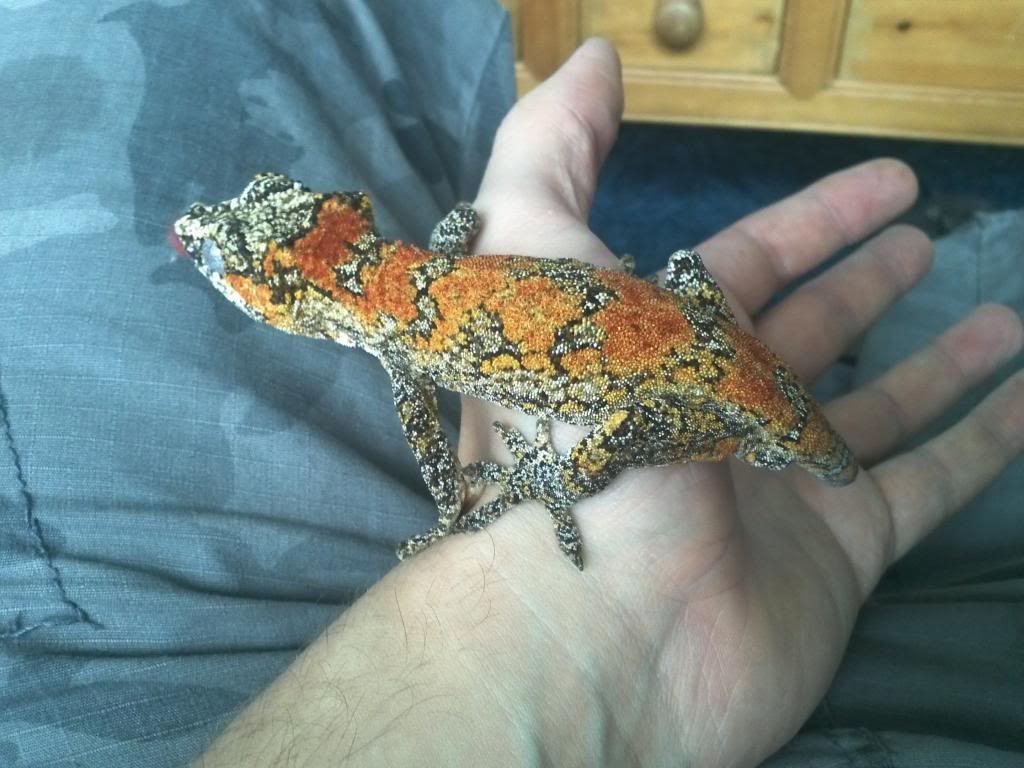 Breeding Gargoyle Gecko's Reptile Forums