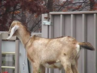 WE GoT Gaots ! - Goats