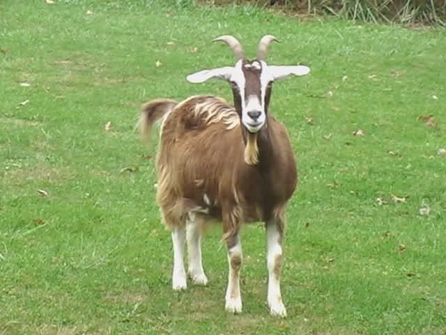 WE GoT Gaots ! - Goats