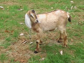 WE GoT Gaots ! - Goats