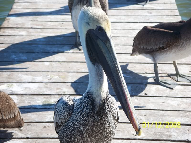 Crazy Pelicans