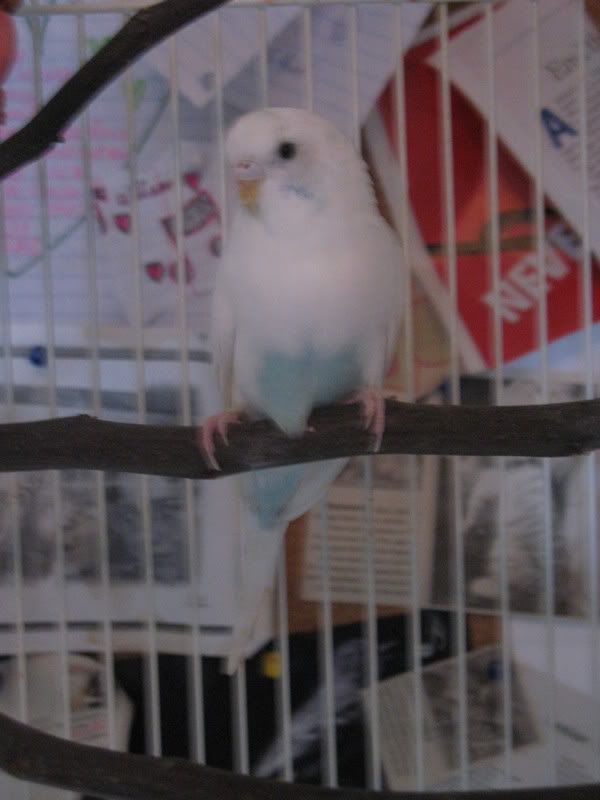birds047.jpg