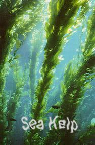 Sea Kelp Mentastics