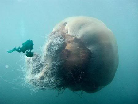 diver_and_jellyfish.jpg