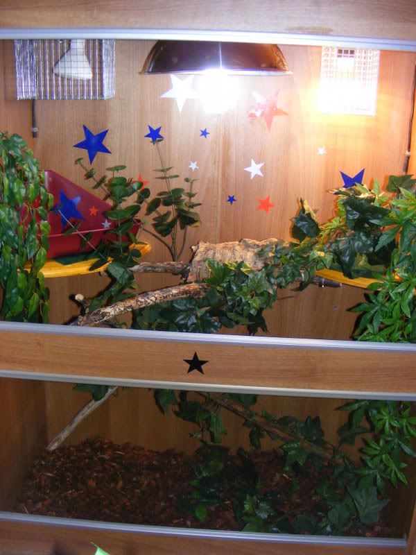 Chinese Water Dragon Not Eating.. Any Ideas?? Reptile Forums