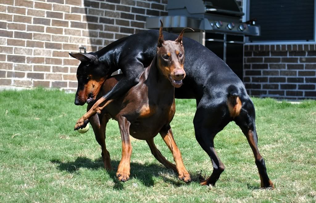 Needing advice on building muscle Doberman Forum Doberman Breed Dog