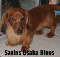 Saxins Osaka Blues