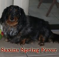 Saxins Spring Fever