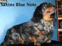Saxins Blue Note