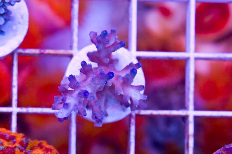 Aussieechinata - Hot new Cherry Corals on site now!!!