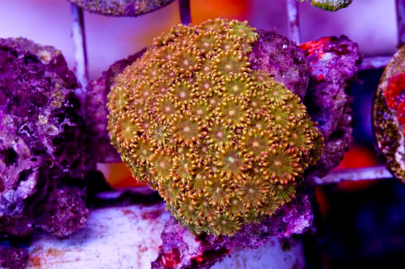 Aussiegoni - Hot new Cherry Corals on site now!!!