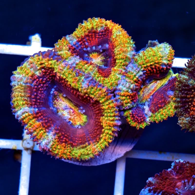 CHE 3517 - Cherry Corals at Cranbrook