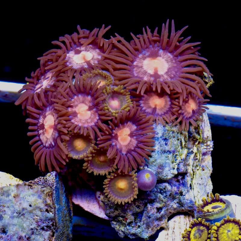 CHE 3675 - Awesome, awesome corals onsite now!!
