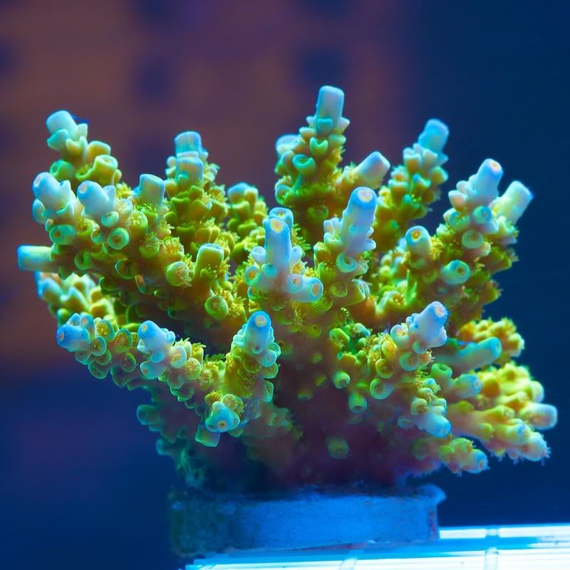 CHE 4234 - Cherry Corals acropora reculturing program