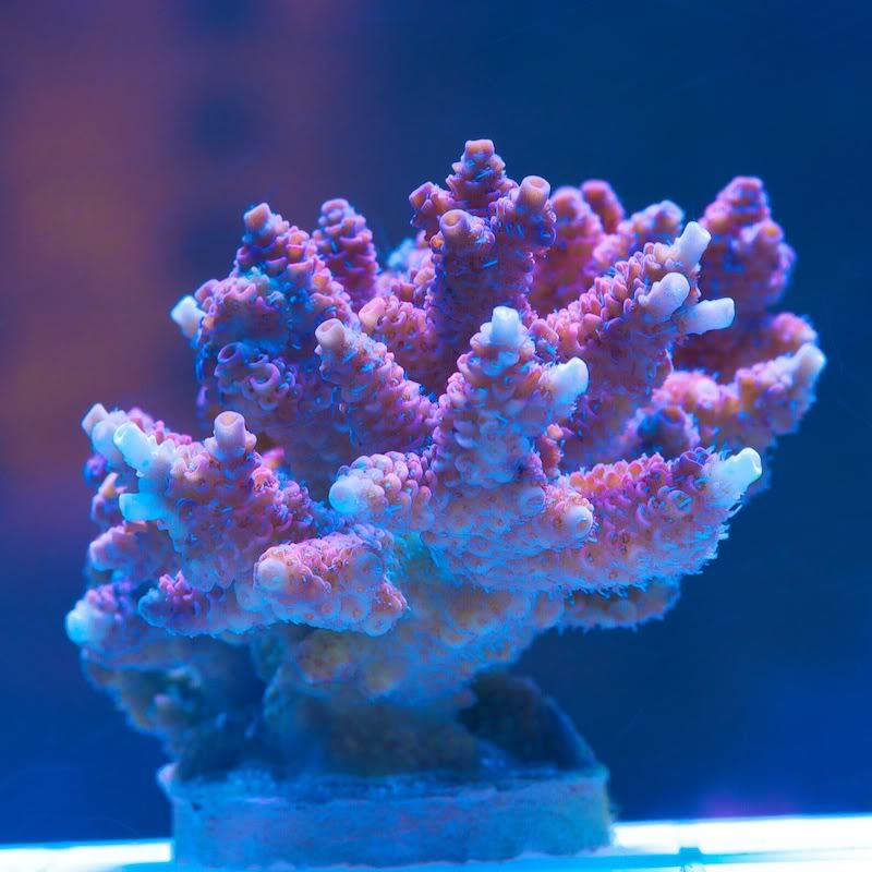 CHE 4236 - Cherry Corals acropora reculturing program