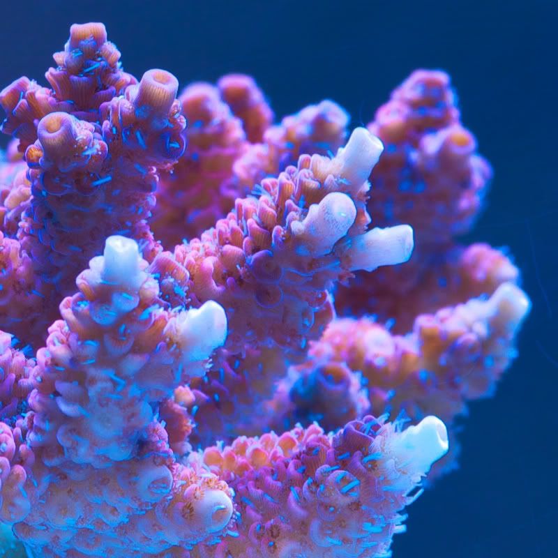 CHE 42361 - Cherry Corals acropora reculturing program