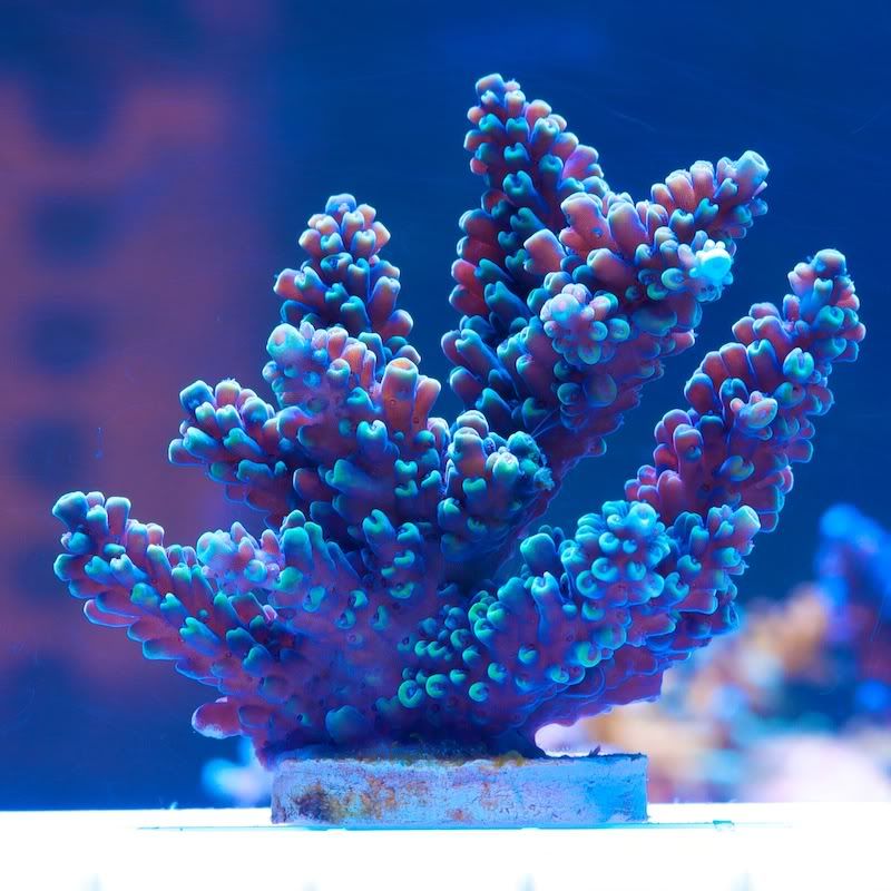 CHE 4237 - Cherry Corals acropora reculturing program