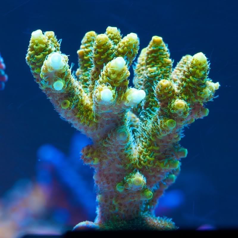 CHE 4238 - Cherry Corals acropora reculturing program