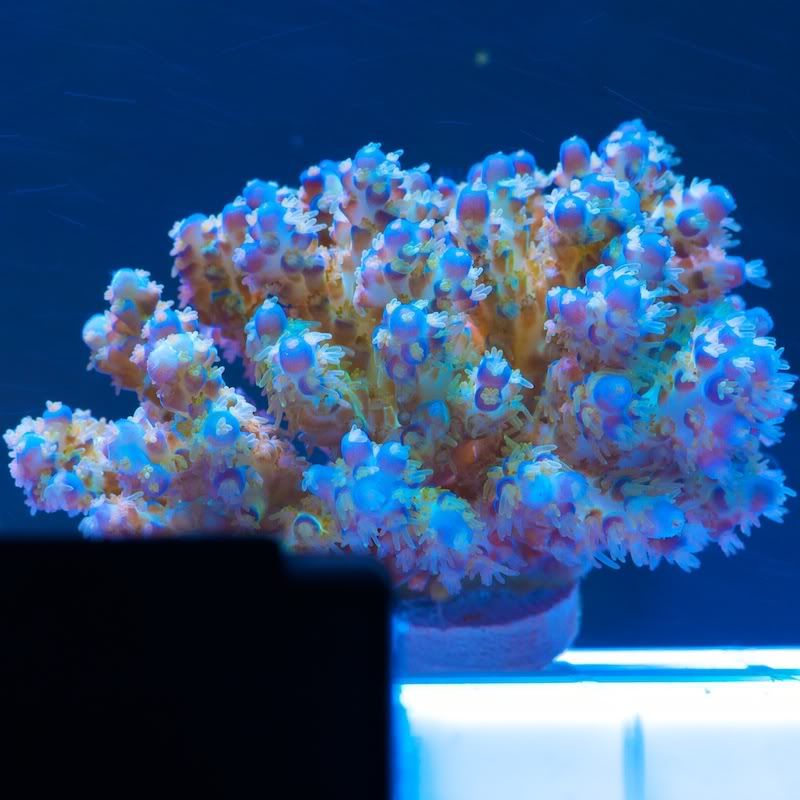 CHE 4239 - Cherry Corals acropora reculturing program
