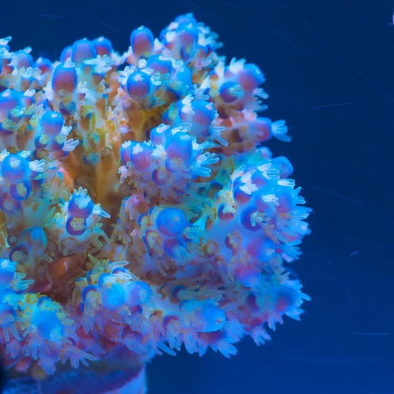 CHE 42391 - Cherry Corals acropora reculturing program