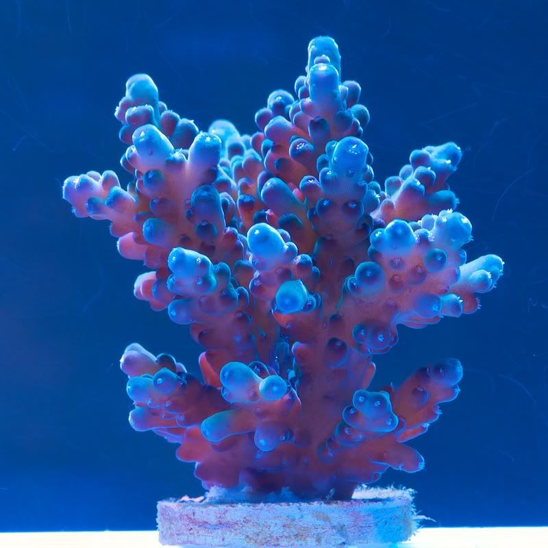 CHE 4240 - Cherry Corals acropora reculturing program