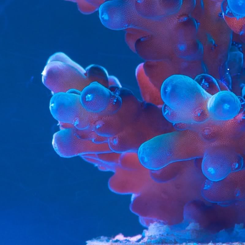 CHE 42401 - Cherry Corals acropora reculturing program