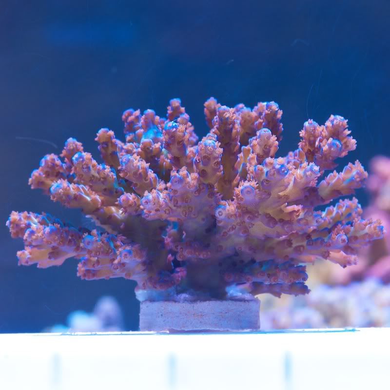 CHE 4245 - Cherry Corals acropora reculturing program