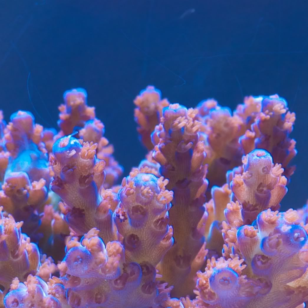 CHE 42451 - Cherry Corals acropora reculturing program