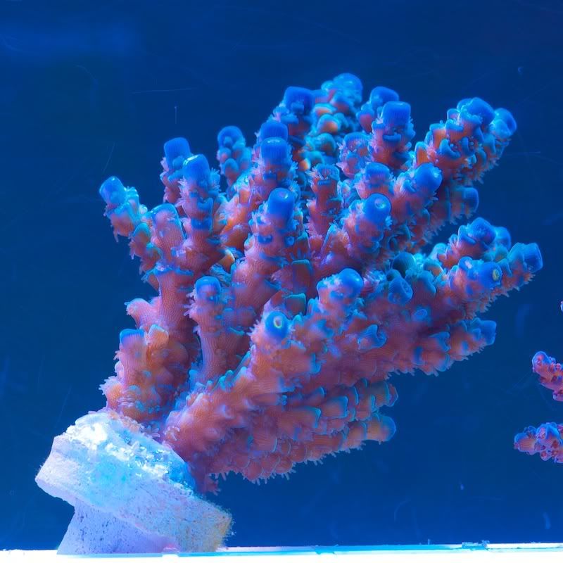 CHE 4246 - Cherry Corals acropora reculturing program