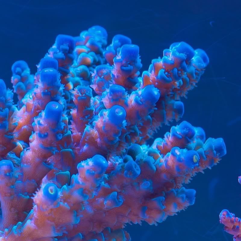 CHE 42461 - Cherry Corals acropora reculturing program