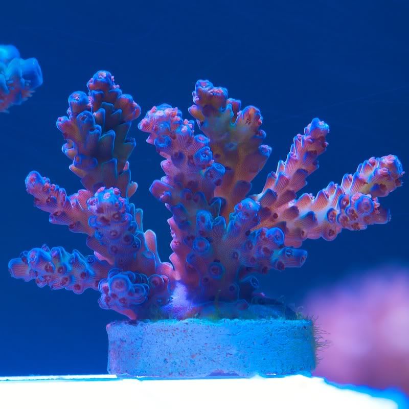 CHE 4247 - Cherry Corals acropora reculturing program