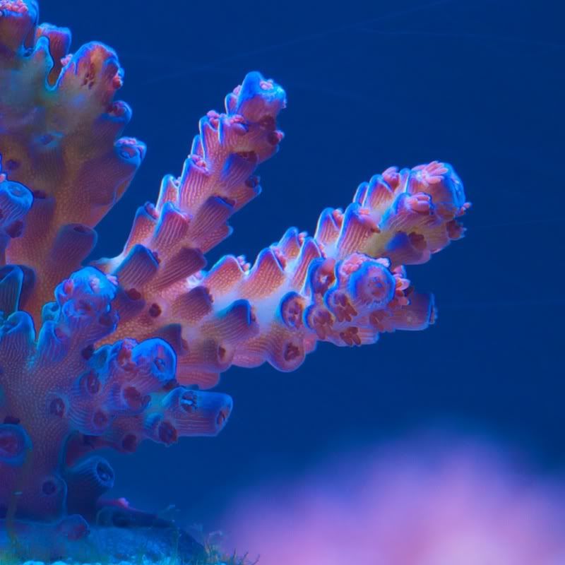 CHE 42471 - Cherry Corals acropora reculturing program