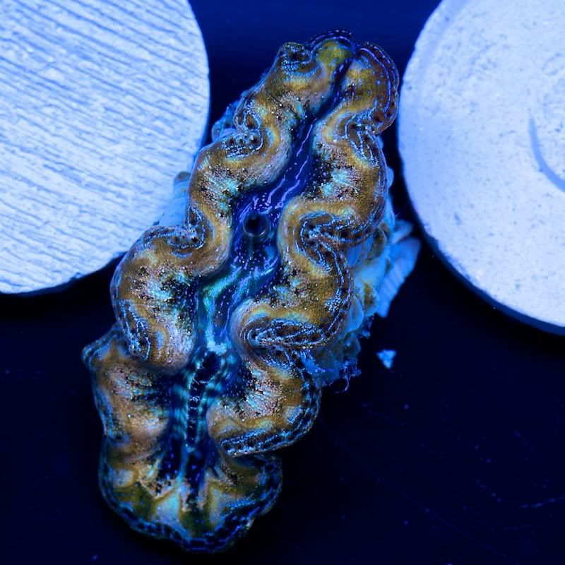 CHE 4573 - Crazy patterns on these crazy clams!!
