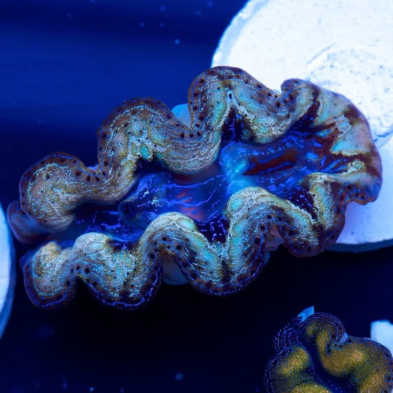 CHE 4574 - Crazy patterns on these crazy clams!!
