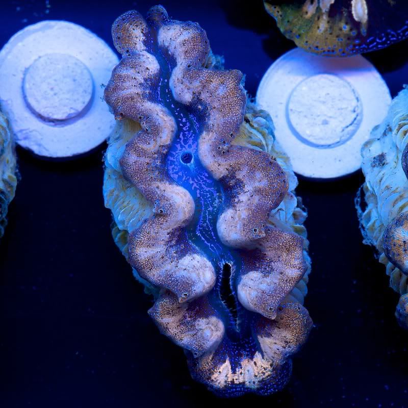 CHE 4577 - Crazy patterns on these crazy clams!!