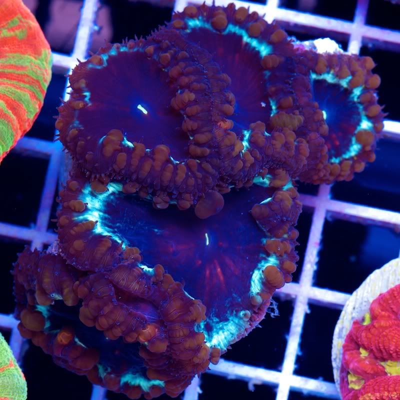 CHE 4583 - Another Hot serving of Cherry Corals!