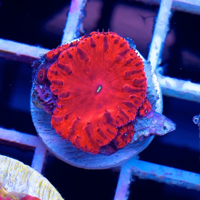 CHE 4584 - Another Hot serving of Cherry Corals!