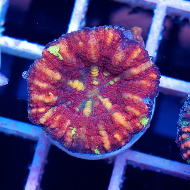 CHE 4585 - Another Hot serving of Cherry Corals!