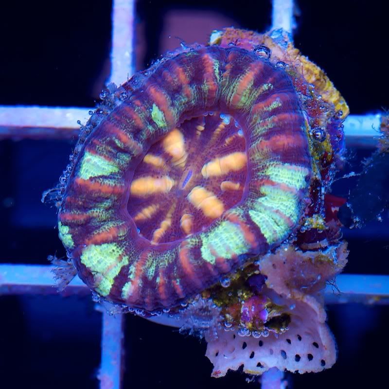 CHE 4586 - Another Hot serving of Cherry Corals!
